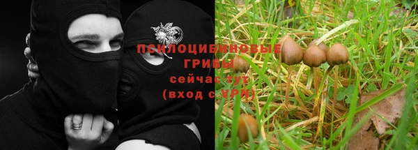 индика Аркадак